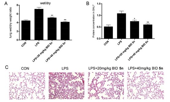图7. 化合物 5n可以改善LPS诱导的急性肺损伤小鼠模型中的炎症症状 （图片来源：《J. Med. Chem.》）