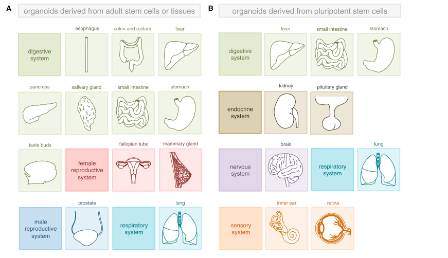 图 4. 已经建立的不同器官和组织的类器官培养[5]