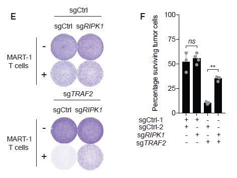 Figure 4. TRAF2 Targeting Poises Cells to Undergo RIPK1-Dependent Cell Death in Response to T Cell-Derived TNF