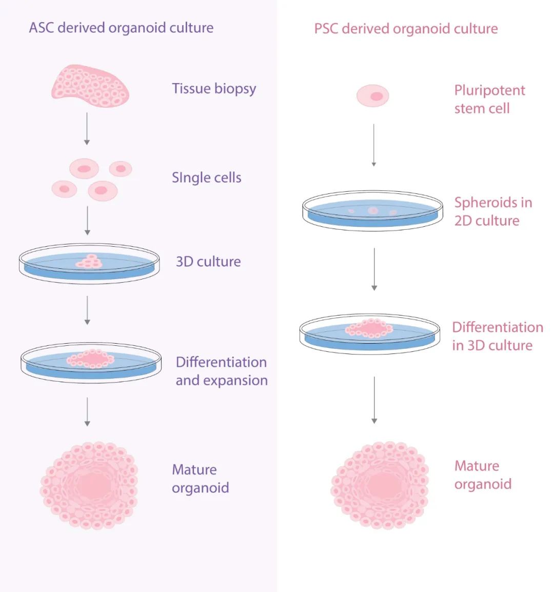 图 1. ASCs 和 PSCs 衍生的类器官培养方案[1]A: 源于 ASCs 的类器官：原发组织活检或切除组织制备成单细胞悬液，然后立即嵌入细胞外基质 (ECM) 中，随着组织的生长而变化，添加并定期改变培养基中的多种生长因子，直到类器官扩大 (Expanded)。B: 源于 PSCs 衍生的类器官：PSCs 的 2D 干细胞培养物 (球状体) 被嵌入细胞外基质，在 3D 培养基根据最终需要的组织类型的特定分化信号进行培养。