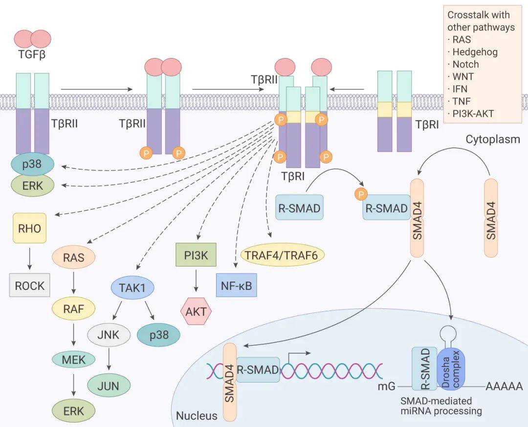  3. 非经典 TGFβ 信号传导和与其他信号传导途径的串扰[1]