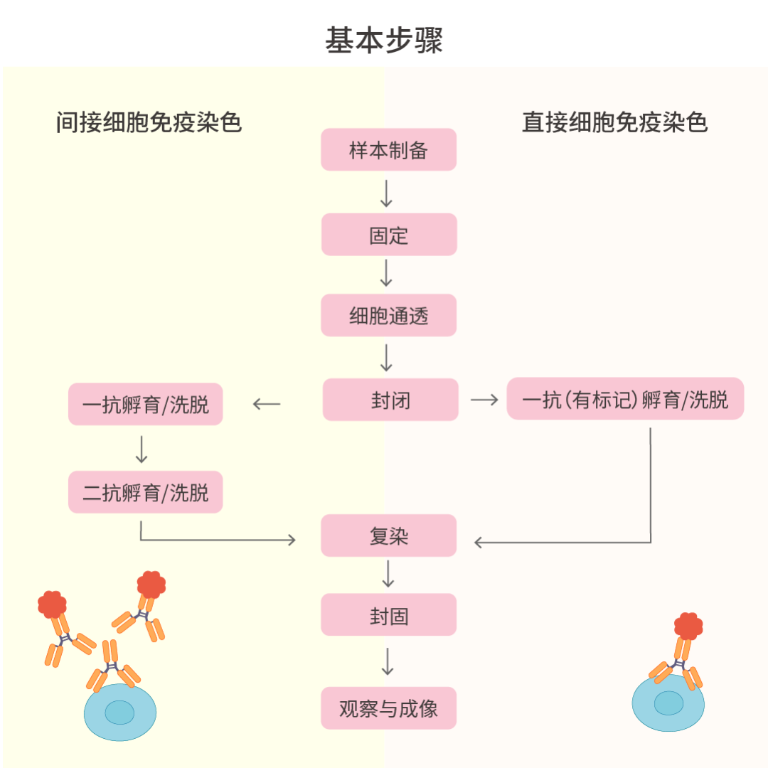 图 3. ICC/IF 实验流程图。