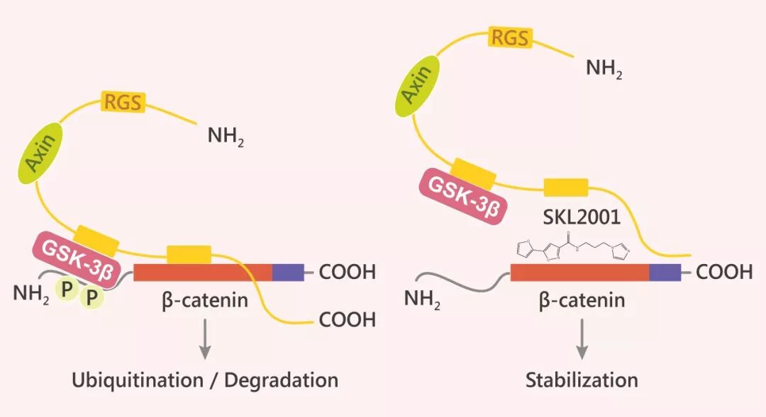 Fig. 2 SKL2001 作用机制图