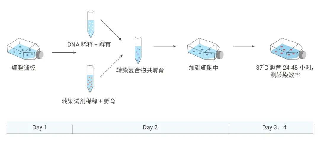 图 2. 细胞转染步骤