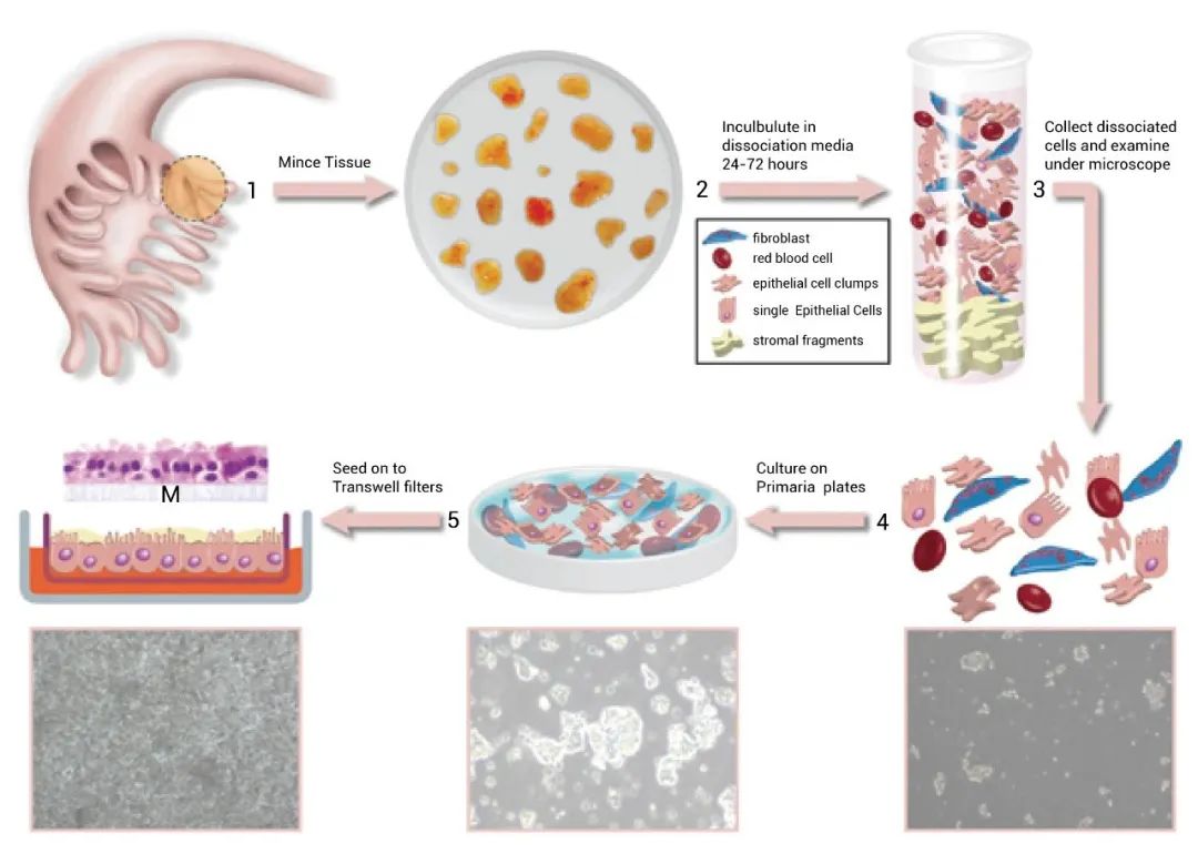 图 1. 人输卵管组织原代细胞培养[1]