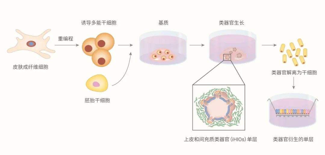 图 3. 体外培养 PSC 来源的肠类器官[3]
