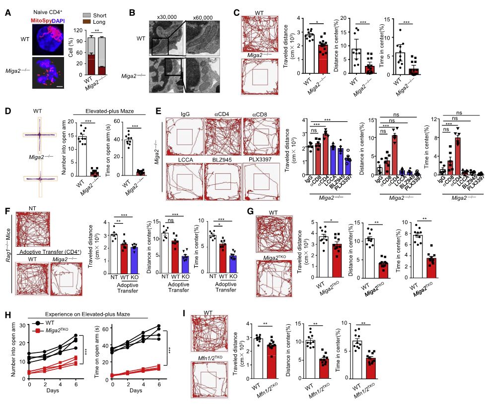 图 3. CD4+ T  细胞中的线粒体持续分裂诱导焦虑样行为 