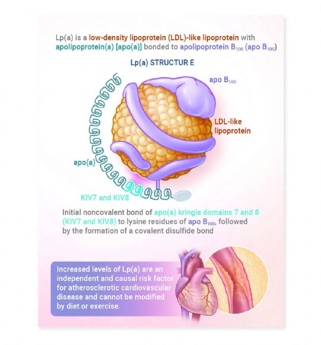 图 3. Lp (a) 结构[8]。