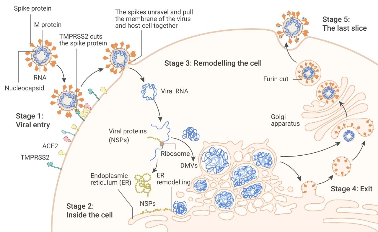 图 2. 新冠病毒在体内的传播机制[2]