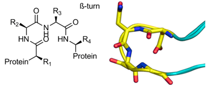 Fig 2. Protein Mimetics Library 中化合物举例：α-螺旋 (上)、β-转角 (下)模拟物。