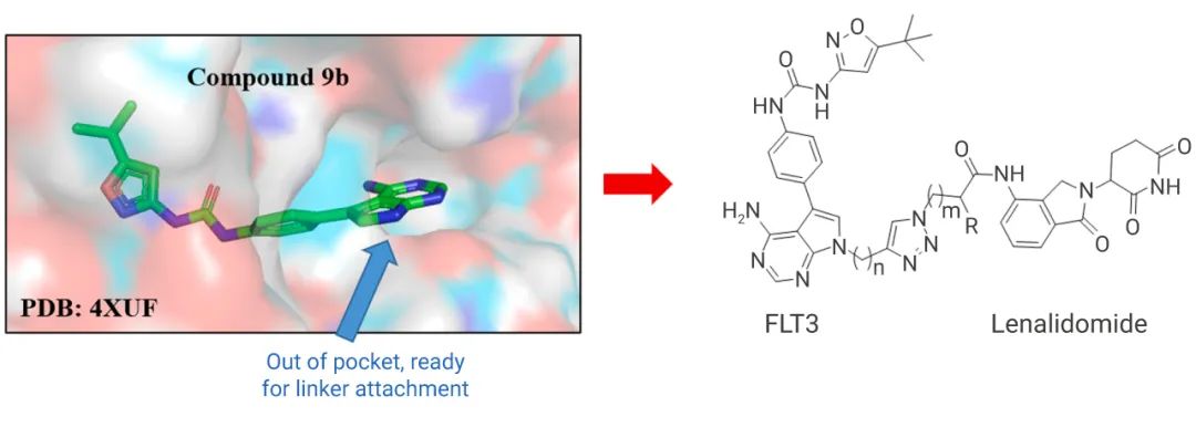 图 2. 针对 FLT3 配体蛋白模型构建的 PROTAC[2]