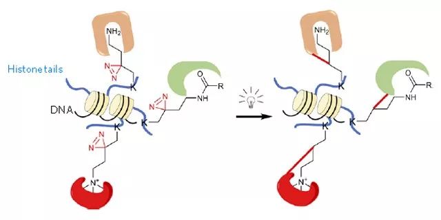 图1.Photo-lysine 作用原理