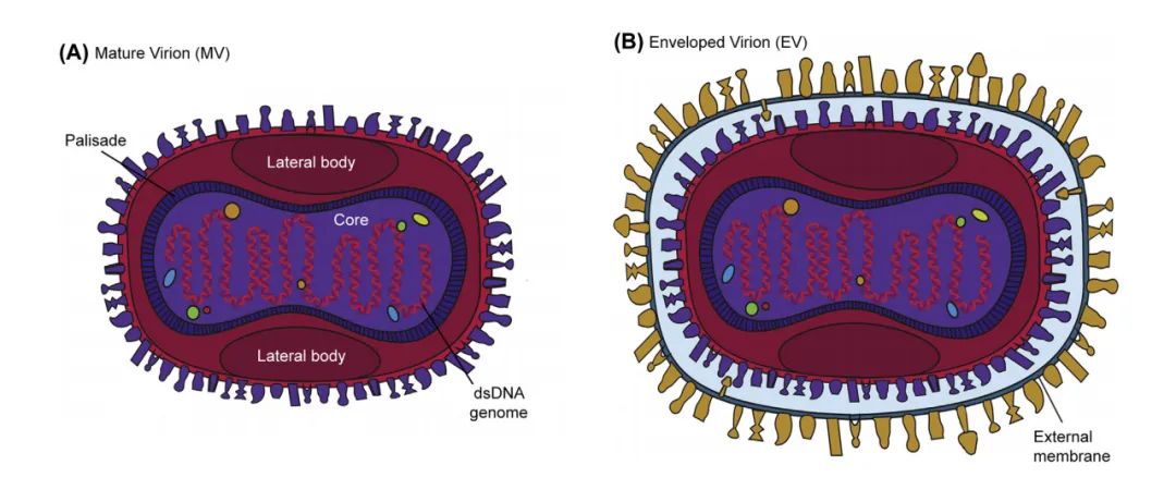 图 1 . 痘病毒结构示意图[1]