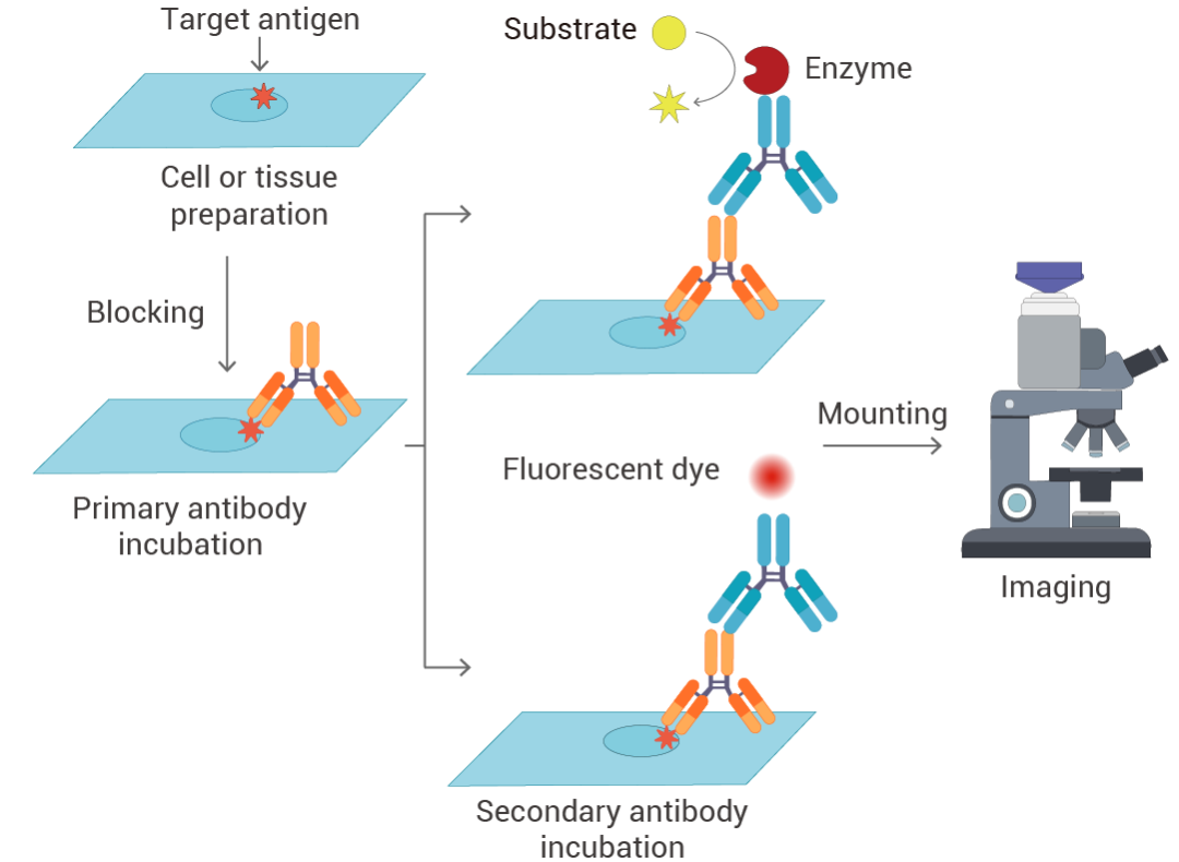 图 1. 免疫染色的典型工作流程。 免疫染色始于细胞或组织制备，其中特定细胞或组织样本被固定以保留其结构。然后将样本与封闭缓冲液孵育，以防止抗原和抗体之间的非特异性结合。随后，将样本与特异性结合目标抗原的一抗孵育，再与连接荧光染料或酶的二抗孵育。清洗去除多余抗体后，使用封固剂将样本封固在载玻片上。最后，使用合适的显微镜观察抗原-抗体复合物。