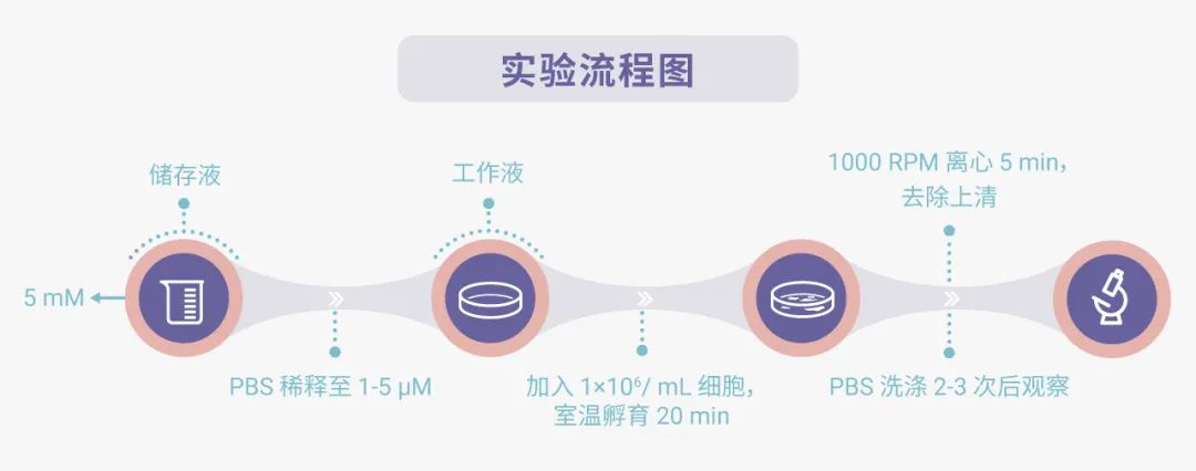 图 2. 实验流程简图