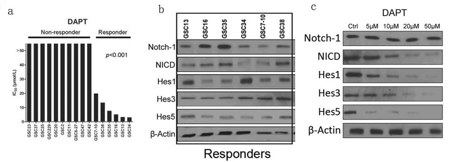 图 7. DAPT 对不同细胞系的 Notch1 相关蛋白的影响[5]