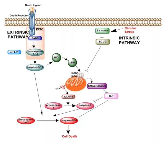 图1. 细胞凋亡信号通路[1]