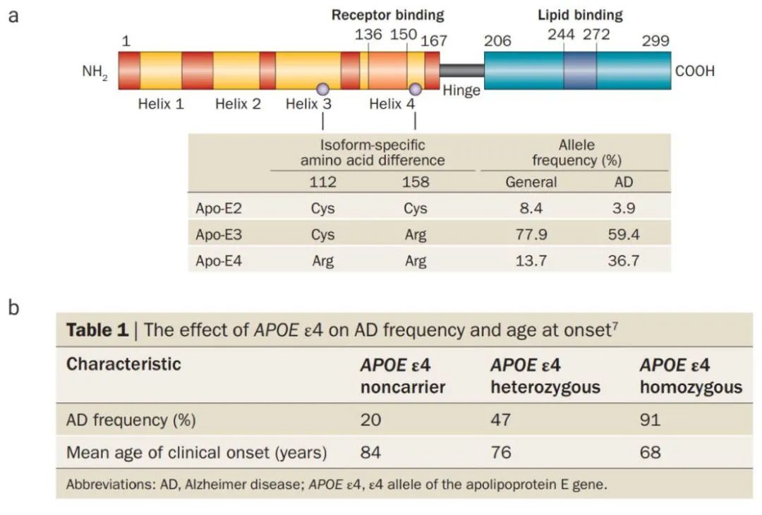 图 1. APOE4 基因是 AD 的主要遗传风险因素[3] a：三种 APOE 蛋白突变体的结构；b：APOE4 基因剂量依赖性增加 AD 风险并降低发病年龄