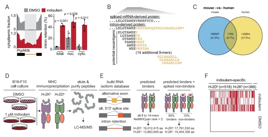 图 5. RNA 剪接调节诱导产生的潜在的新抗原由 MCH I 递呈[8] A. 细胞质部分 Prpf40b 内含子保留的 RNA 序列覆盖率；B. 由 Prp40b 内含子保留产生的多肽。C. Indisulam 处理的人和小鼠细胞系共有新抗原；D. RNA 亚型和蛋白质组数据库创建；F.  H-2Kb 和 H-2Db 结合物蛋白质组的热力图。