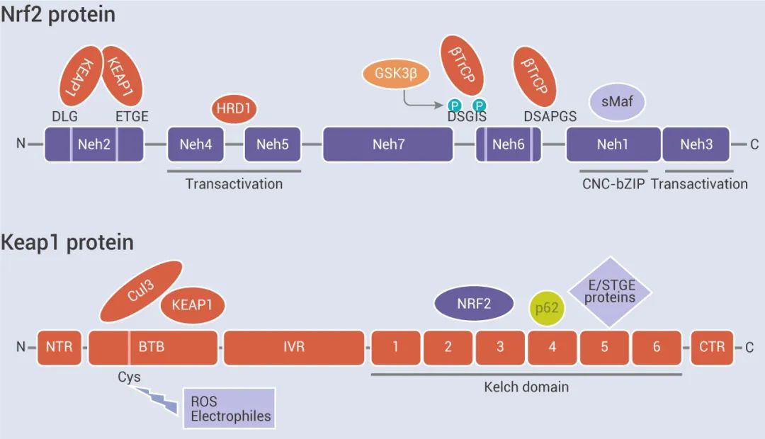 图 1. Nrf2 及 Keap1 蛋白结构域[2]