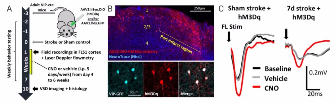图 5. 血管活性肠肽中间神经元的化学生成刺激增强了皮质对前爪触摸的反应[4] A. 手术时间表 B. 中风后皮层中表达 DREADD hM3Dq 的神经元的分布 C-D. CNO 对前肢诱发电位的振幅的影响