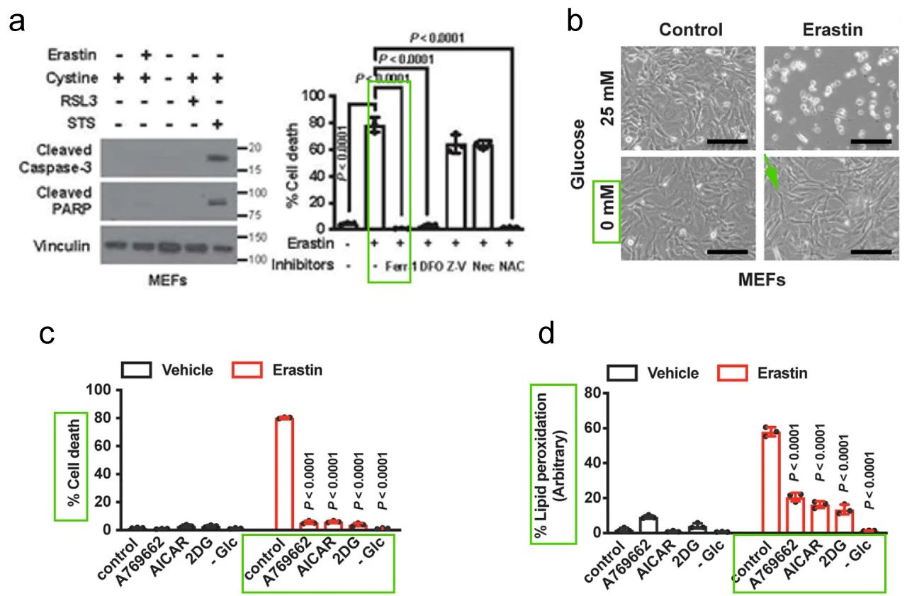 图 3. 能量应激抑制铁死亡 (a. Erastin 诱导 MEFs 铁死亡；b. 葡萄糖饥饿条件下 MEFs 应对铁死亡的变化；c-d. CCK8 法和脂质过氧化测定法检测不同能量应激条件下 MEFs 应对铁死亡的变化。)