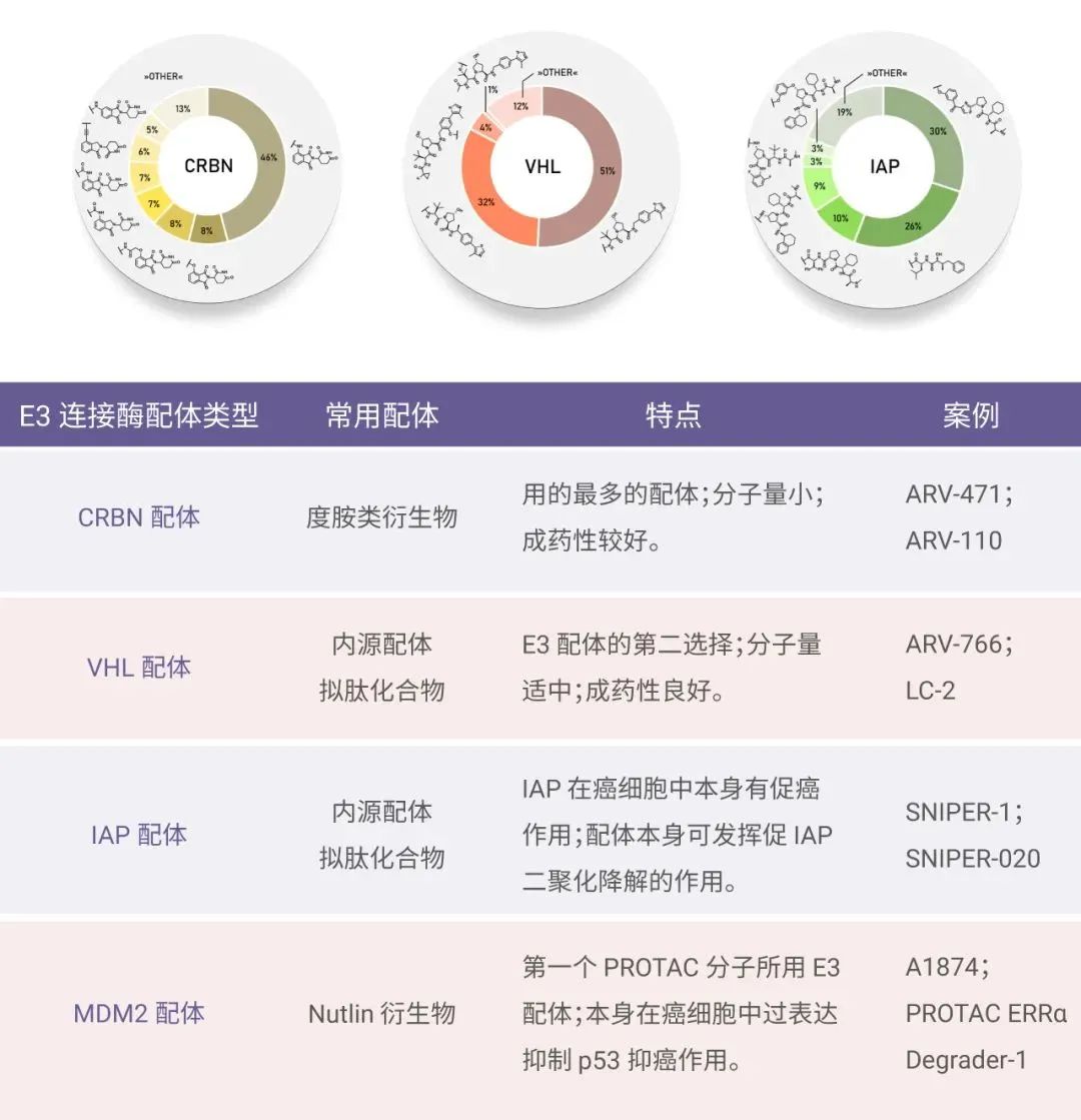 图 3. 常见的 E3 连接酶及其配体[6]  