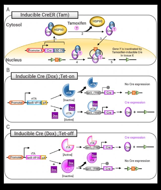 图 2.  Cre-loxP 诱变系统的原理[1]。 