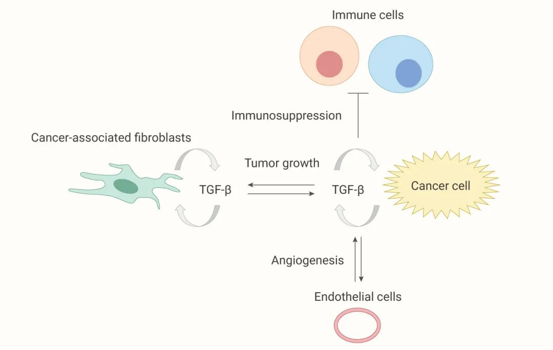 图 6. TGF-β 信号通路与肿瘤微环境[16]