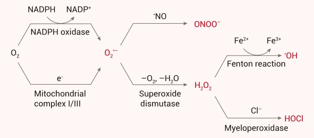 图 1. 不同 ROS 产生的机理[1]