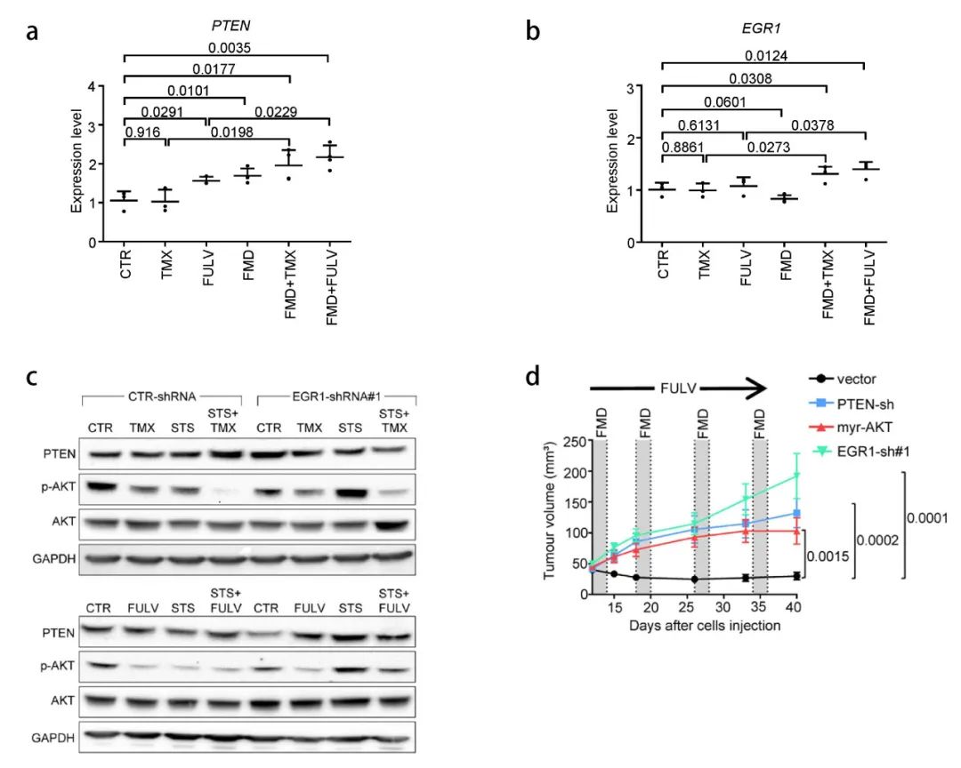 图 4. 联合处理中，PTEN 和 EGR1 的水平及表达沉默的作用 【a-b： PTEN 和 EGR1 在雌激素疗法+STS/FMD 小鼠离体肿瘤中的水平；c：Tamoxifen+STS (上)，Fulvestrant + STS (下) 处理的 MCF7 细胞中，EGR1 沉默；d：在小鼠中分别移植 PTEN、EGR1 沉默和组成型激活 AKT 的 MCF7 细胞】