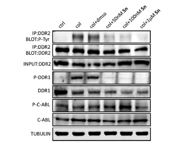 图5.化合物 5n 对 DDR1 和 DDR2 磷酸化的影响 （图片来源：《J. Med. Chem.》）