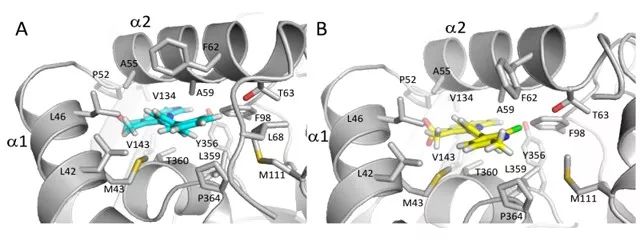 图2.化合物 46 与 DHODH 的相互作用(PDB: 6CJG)(图片来源:《J. Med. Chem.》)