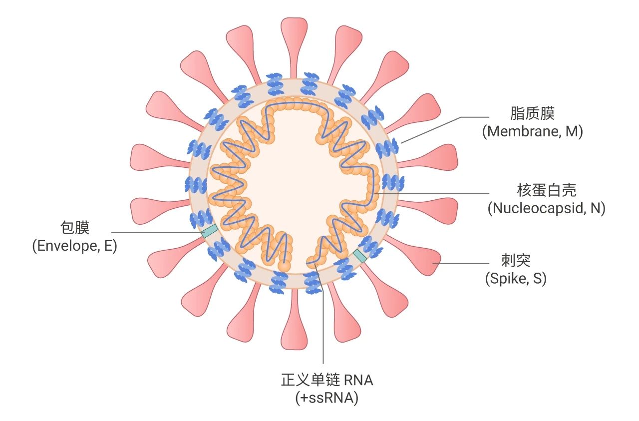 图 1. 冠状病毒结构