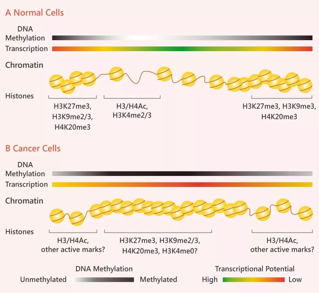 图 6. DNA 甲基化和组蛋白修饰模式在癌症中的改变  