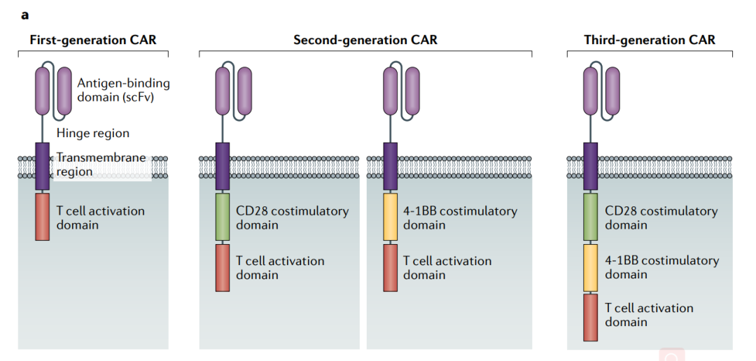 图2. CAR的结构优化[2]