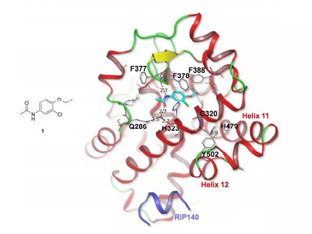 图2. 化合物 1、RIP140 肽与 RORγt 蛋白（Y264-K518）的共晶复合物（PDB ID: 6FZU）；（图片来源：J. Med. Chem.）