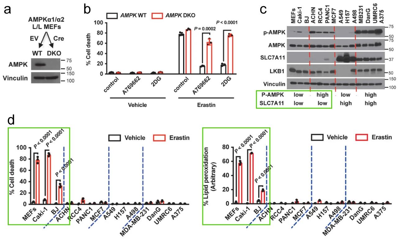 图 4. 能量应激抑制铁死亡与 AMPK 相关 (a. AMPKα1/α2 双敲除细胞系的建立；b. 不同能量应激条件下 AMPK DKO 细胞对铁死亡的响应；c. 不同细胞系的 AMPK 激活与 SLC7A11 的基础表达水平；d. 通过 CCK8 法和脂质过氧化测定法检测，SLC7A11 表达与细胞对铁死亡的敏感度相关。)
