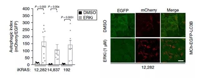Figure 2. ERK 的抑制提高自噬通量