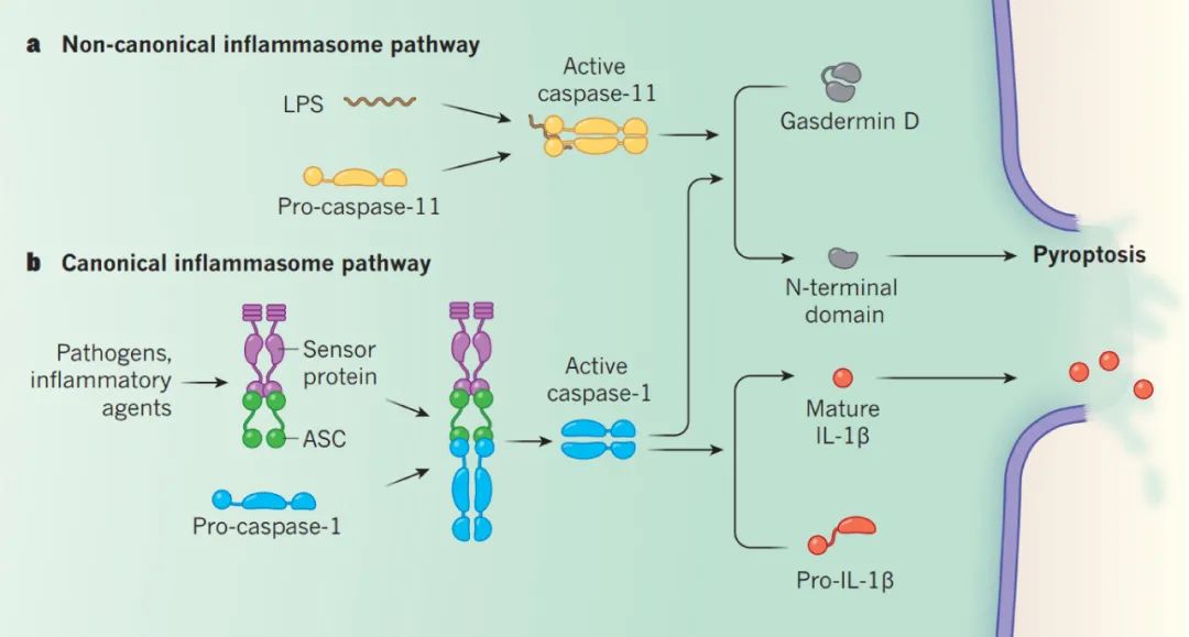 图 2. 焦亡途径的示意图[2] a. Caspase-1 促进 IL-1β 和 IL-18 的前体成熟为成熟形式并切割 GSDMD。b. 非经典途径中活化的 caspase-11 (人 caspase-4 或 caspase-5) 连续切割 GSDMD 并诱导细胞焦亡。