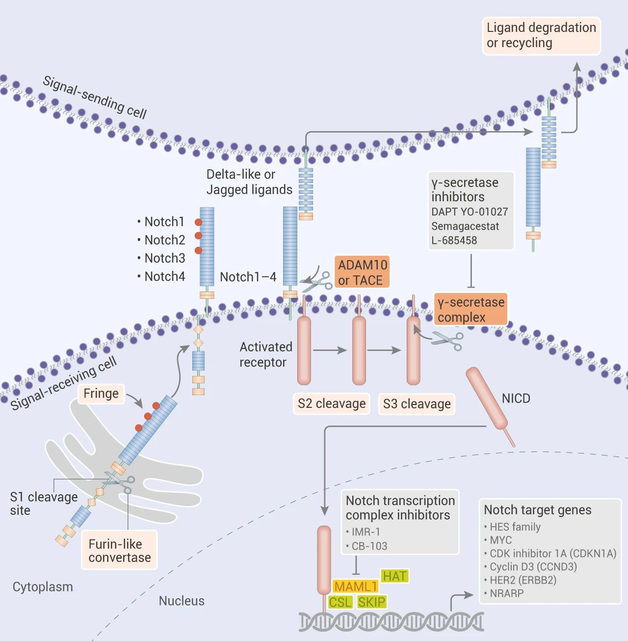 图 2. Notch 信号通路激活示意图[2][3]