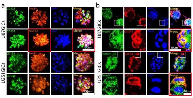 图 4. a. CD133 和 Nestin 的免疫荧光染色确定 GICs 表型；b. GICs 肿瘤球中 Notch1 和 CXCR4 的共定位免疫荧光染色确定蛋白互作关系[4]