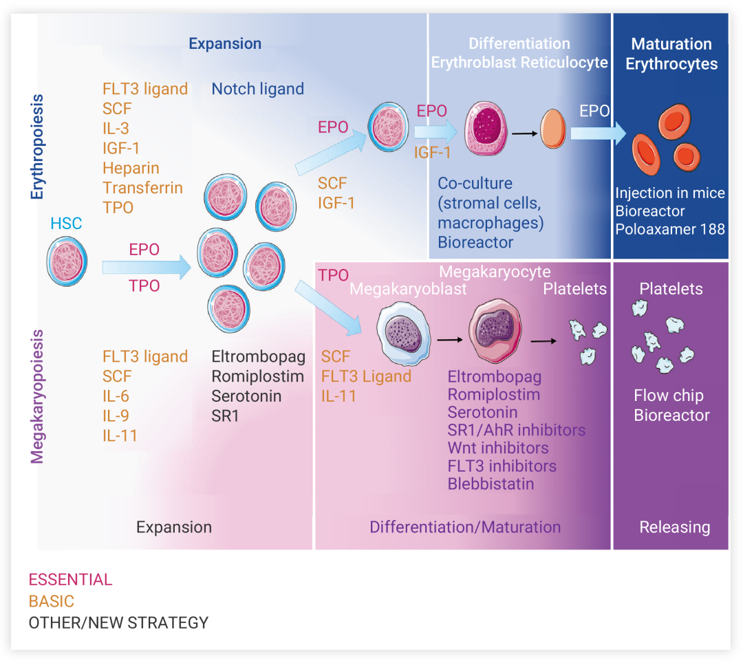 图 4. 用于体外产生血小板和红细胞的可溶性细胞因子[7]