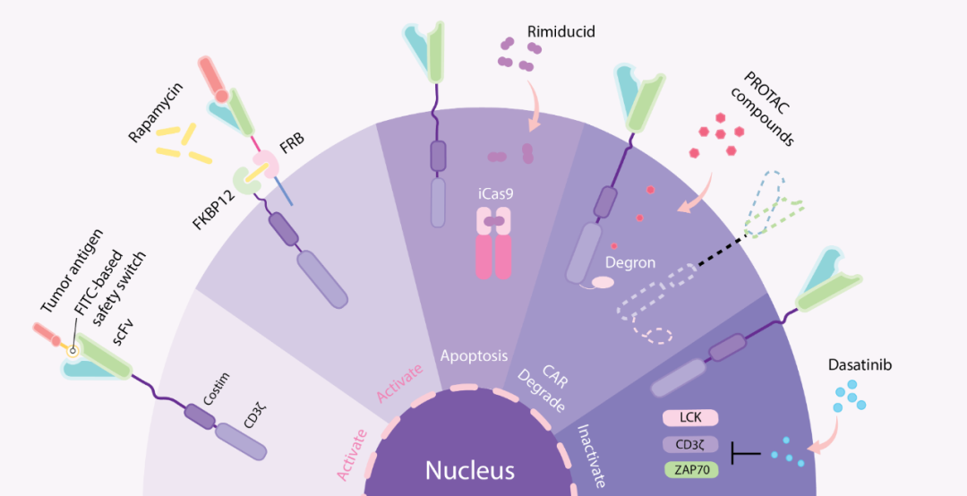 图 5. 其他 CAR 免疫细胞及其生物学功能[6]