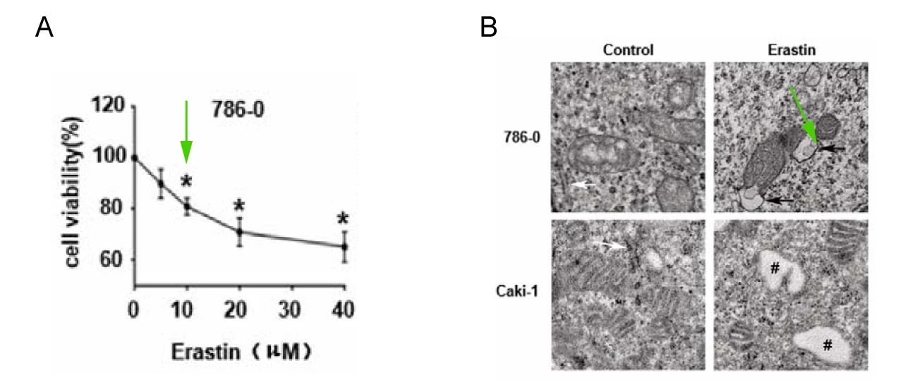 图 2. Erastin 诱导铁死亡 A: MTT 检测细胞活力; B: 细胞超微结构观察