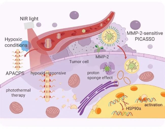  图 4. 外用 NIR 诱导的光热疗法杀死肿瘤细胞[3]。
