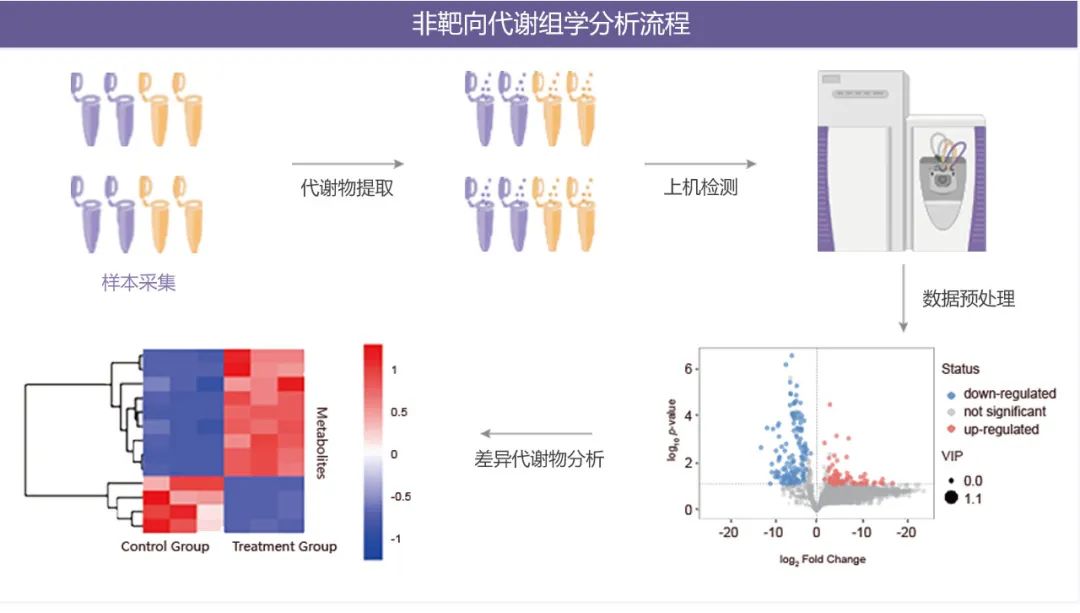 图 5. 非靶向代谢组学分析流程