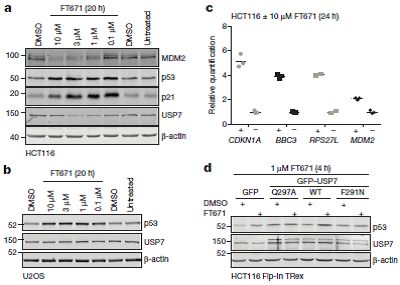 图3. USP7抑制剂FT671的抑癌生物功能学实验结果（图片来源《Nature》）