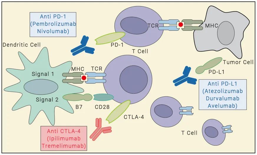 图 2. PD-L1 和 CTLA4 免疫检查点抑制剂的作用机制[7]