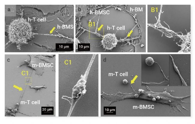 图 5. FESEM 图像显示人类 (a 和 b) 和小鼠 (c 和 d) 共培养物中 BMSCs 和 CD8+ T 细胞之间的纳米管 (黄色箭头)[4]。 图像显示细 (a)、粗 (b) 和分支 (B1) 纳米管。